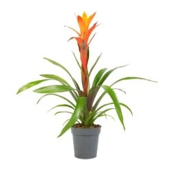 Guzmania Variada - Jazz Orange Bromeliad -Plants Sale Store Guzmania Variada Jazz Orange Bromeliad 13x55cm 1