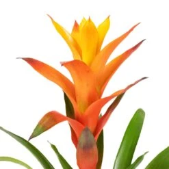 Guzmania Variada - Jazz Orange Bromeliad -Plants Sale Store Guzmania Variada Jazz Orange Bromeliad 13x55cm 2