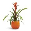 Guzmania Variada - Jazz Orange Bromeliad 1 Guzmania Variada - Jazz Orange Bromeliad -Plants Sale Store Guzmania Variada Jazz Orange Bromeliad 13x55cm Charlotte Plant Pot Orange 19x16cm 1