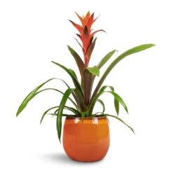 Charlotte Plant Pot - Orange -Plants Sale Store Guzmania Variada Jazz Orange Bromeliad 13x55cm Charlotte Plant Pot Orange 19x16cm 1 f30724a3 fc9a 400c 86b4 c2dfb7b290e2