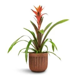Guzmania Variada - Jazz Orange Bromeliad -Plants Sale Store Guzmania Variada Jazz Orange Bromeliad 13x55cm Duncan Plant Pot Rust 17x16cm 1