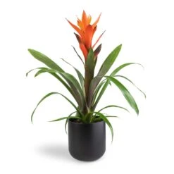 Guzmania Variada - Jazz Orange Bromeliad -Plants Sale Store Guzmania Variada Jazz Orange Bromeliad 13x55cm Lisbon Plant Pot Anthracite 15x15cm