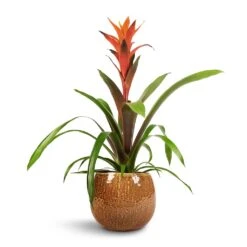 Guzmania Variada - Jazz Orange Bromeliad -Plants Sale Store Guzmania Variada Jazz Orange Bromeliad 13x55cm Mischa Plant Pot Caramel 19x16cm 1