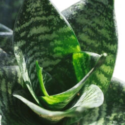 Sansevieria Trifasciata Hahnii - Birds Nest Snake Plant 21 Sansevieria Trifasciata Hahnii - Birds Nest Snake Plant -Plants Sale Store Hahnii2