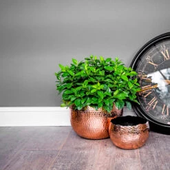 Hammered Bowl - Copper With Black -Plants Sale Store Hammered Bowl Copper Lifestyle