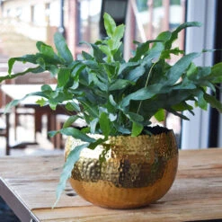 Hammered Bowl - Gold With Black -Plants Sale Store Hammered Bowl Gold LS1