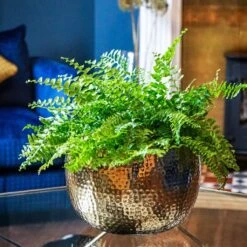 Hammered Bowl - Gold With Black -Plants Sale Store Hammered Bowl Gold Lifestyle 2