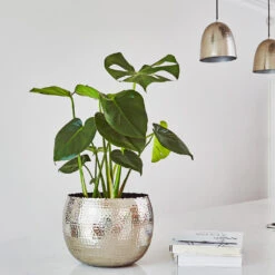 Hammered Bowl - Nickel With Black -Plants Sale Store Hammered Bowl Silver Lifestyle