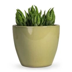 Haworthia Zebrina -Plants Sale Store Haworthia Zebrina 10.5x16cm Sven Plant Pot Mint 15x13cm 039a09f1 3339 4fa4 b1a7 5c15050659dc