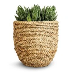 Haworthia Zebrina -Plants Sale Store Haworthia Zebrina 10.5x17cm Cody Plant Pot Straw Grass 17x15cm