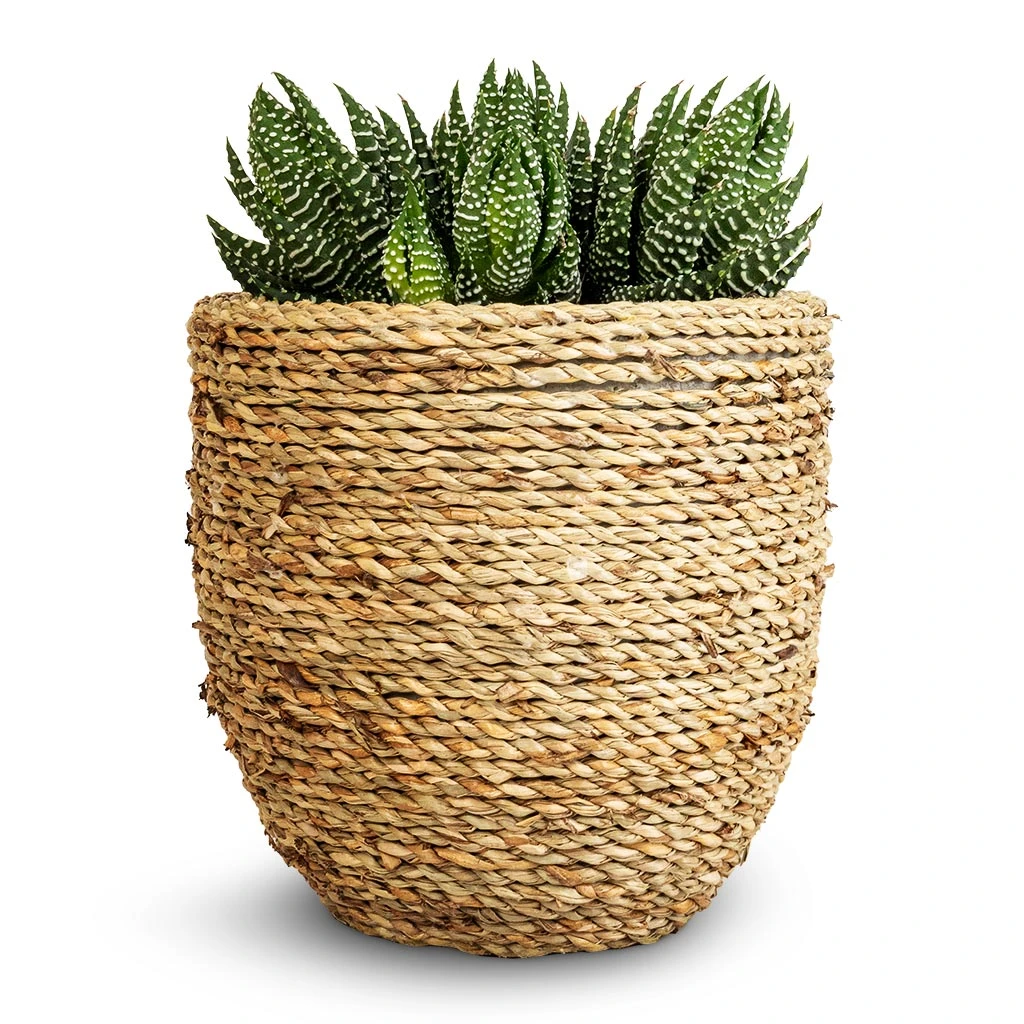 Cody Plant Pot - Straw Grass 18 Cody Plant Pot - Straw Grass - Image 16
