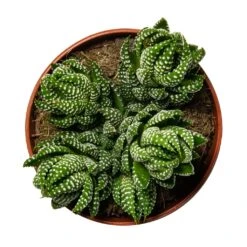 Haworthia Zebrina -Plants Sale Store Haworthia Zebrina Houseplant 10.5x16cm birdseye