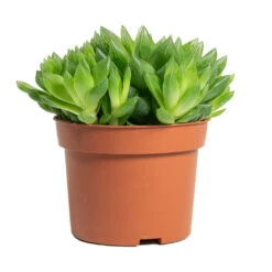 Haworthia Cooperi -Plants Sale Store Haworthia cooperi 10.5cm