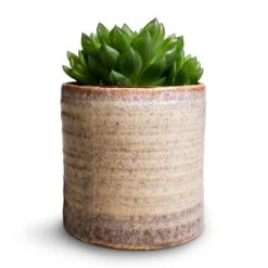 Haworthia Cooperi -Plants Sale Store Haworthia cooperi 10.5x16cm Hera Plant Pot Ivory 13x14cm