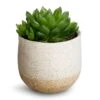 Haworthia Cooperi 2 Haworthia Cooperi -Plants Sale Store Haworthia cooperi 10.5x16cm Iris Plant Pot Sand 14x12cm