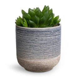 Haworthia Cooperi -Plants Sale Store Haworthia cooperi 10.5x16cm Issa Plant Pot Light Blue 13x13cm