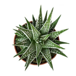 Haworthia Fasciala Alba -Plants Sale Store Haworthia fasciala Alba 8cm Above