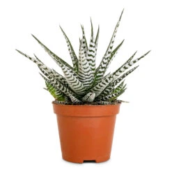 Haworthia Fasciala Alba -Plants Sale Store Haworthia fasciala Alba 8x15cm