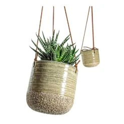 Haworthia Fasciala Alba -Plants Sale Store Haworthia fasciala Alba Issa Hanging Plant Pots Set of 2 Light Grey