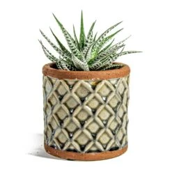 Haworthia Fasciala Alba -Plants Sale Store Haworthia fasciala Alba liam grey plant pot e31b97a6 b4b7 455c 8a12 ca5c1c0f6966
