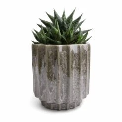 Lugano Scalloped Plant Pot - Green -Plants Sale Store Haworthiopsis limifolia Fairy Washboard 10.5x15cm Lugano Scalloped Plant Pot Green 13x13cm