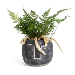 Humata Tyermannii - White Rabbit's Foot Fern -Plants Sale Store Head Plant Pot Anthracite 16x13cm Humata tyermannii White Rabbit s Foot Fern 12x20cm 760d7229 8da0 4171 9d4d 2342f4be7e51