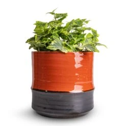Hedera Helix Golden Kolibri - English Ivy -Plants Sale Store Hedera helix Golden Kolibri English Ivy 13x20cm Marlijn Plant Pot Coral 17x16cm
