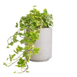 Suzi Plant Pot - Grey Washed -Plants Sale Store Hedera helix Golden Kolibri English Ivy 13x20cm Suzi Plant Pot Grey Washed 18x21.5cm 96c3f853 bb91 4726 90a2 7afaeb7d8bec