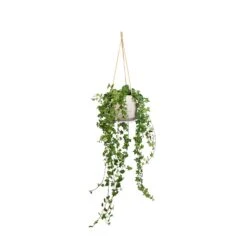 Patt Hanging Plant Pot - Grey Washed -Plants Sale Store Hedera helix Pittsburgh English Ivy 17x70cm Patt Hanging Plant Pot Grey Washed 23x20cm a1a4f151 3a2f 4e57 863a c1adb4da0355