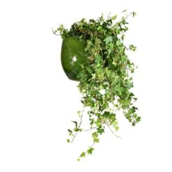 Aimee Plant Pot - Pear 28 Aimee Plant Pot - Pear -Plants Sale Store Hedera helix Pittsburgh English Ivy 24x100cm Aimee Plant Pot Pear 33x28cm 65bfe248 f304 4fa4 a59f 805020c73a0b
