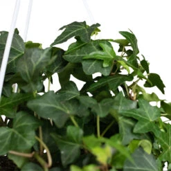 Hedera Helix Pittsburgh - English Ivy -Plants Sale Store Hedera helix Pittsburgh English Ivy Close