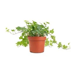 Hedera Helix Pittsburgh - English Ivy -Plants Sale Store Hedera helix Pittsburgh English Ivy stems 2