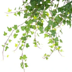 Hedera Helix Pittsburgh - English Ivy -Plants Sale Store HederahelixPittsburgh EnglishIvy close up