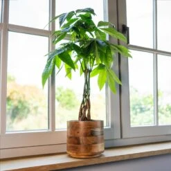 Helle Plant Pot - Natural -Plants Sale Store Helle Natural 3