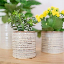 Hera Plant Pot - Ivory -Plants Sale Store HeraPlantPot 2
