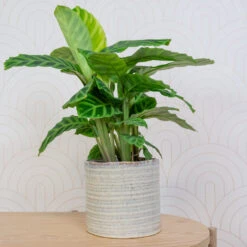 Hera Plant Pot - Ivory -Plants Sale Store HeraPlantPot 5