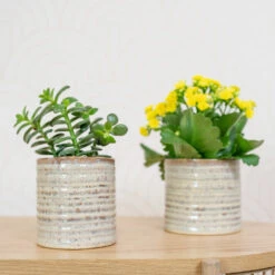 Hera Plant Pot - Ivory -Plants Sale Store HeraPlantPot 6