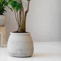 Hestia Mediterranean Planter - Chalk White -Plants Sale Store Hestia Mediterranean Planter Chalk White Lifestyle