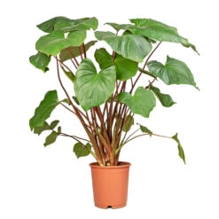 Homalomena Rubescens Maggy - Shield Plant -Plants Sale Store Homalomena rubescens Maggy Shield Plant 24x100cm 2