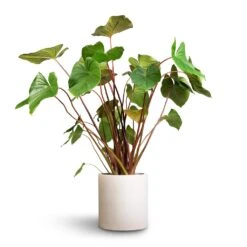 Max Refined Planter - Natural White -Plants Sale Store Homalomena rubescens Maggy Shield Plant 24x70cm Max Refined Planter Natural White 1 54ee5a56 ac83 4a9a 9f01 8725b4545e36