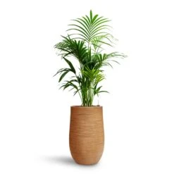 Howea - Kentia Palm - HydroCare -Plants Sale Store Howea Kentia Palm HydroCare Dune Partner Planter Almond