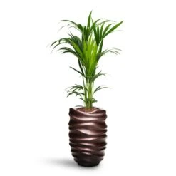 Howea - Kentia Palm - HydroCare -Plants Sale Store Howea Kentia Palm HydroCare Gradient Lee Partner Planter Matt Coffee
