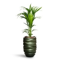 Howea - Kentia Palm - HydroCare -Plants Sale Store Howea Kentia Palm HydroCare Gradient Lee Partner Planter Matt Forest