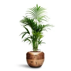 Opus Raw Couple Planter - Gold -Plants Sale Store Howea Kentia Palm HydroCare Opus Raw Couple Planter Gold