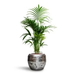 Opus Raw Couple Planter - Silver -Plants Sale Store Howea Kentia Palm HydroCare Opus Raw Couple Planter Silver 44f54989 4d09 4c03 a022 682ae3cdfe37