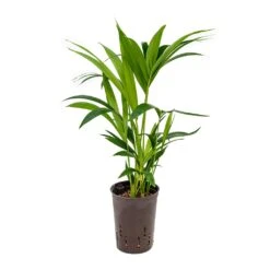 Howea - Kentia Palm - HydroCare -Plants Sale Store Howea Kentia Palm Hydroculture 15 19x60cm