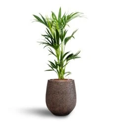 Howea - Kentia Palm - HydroCare -Plants Sale Store Howea Kentia Palm Hydroculture 18 19 x 100cm Opus Hit Darcy Planter Gold 38 x 42cm