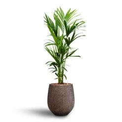 Howea - Kentia Palm - HydroCare -Plants Sale Store Howea Kentia Palm Hydroculture 18 19 x 120cm Opus Hit Darcy Planter Gold 38 x 42cm
