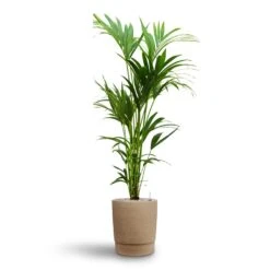 Howea - Kentia Palm - HydroCare -Plants Sale Store Howea Kentia Palm Hydroculture 24 22 x 140cm Chao Plant Pot Concrete 32 x 42.5cm
