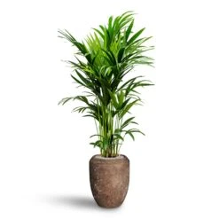 Howea - Kentia Palm - HydroCare -Plants Sale Store Howea Kentia Palm Hydroculture 27 26 x 150cm Polystone Coated Plain Coppa Planter Rock 45 x 55cm